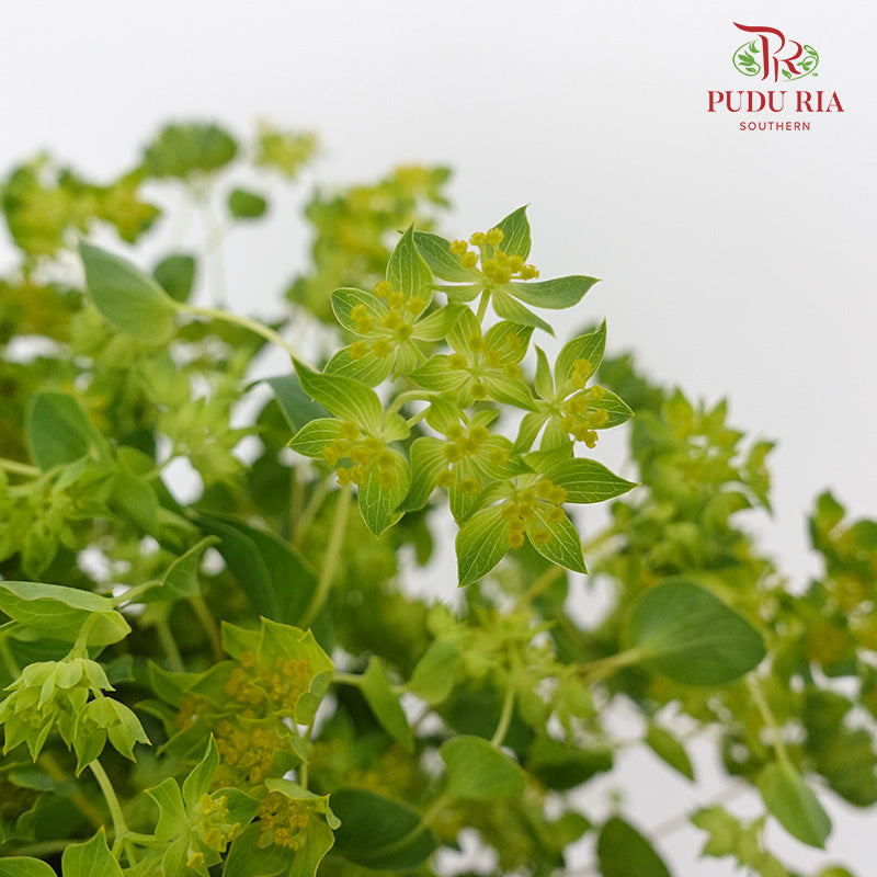 Bupleurum - Pudu Ria Florist Southern