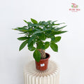 Pachira Tree Head P230