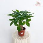 Pachira Tree Head P230