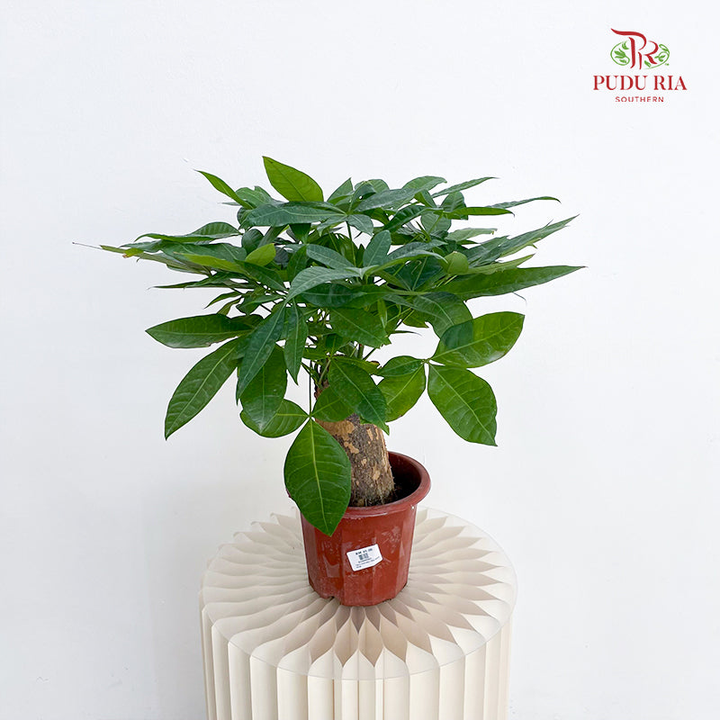 Pachira Tree Head P230