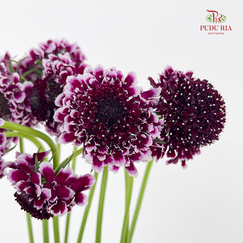 Scabiosa Purple 蓝盆花 - (Per Bundle)