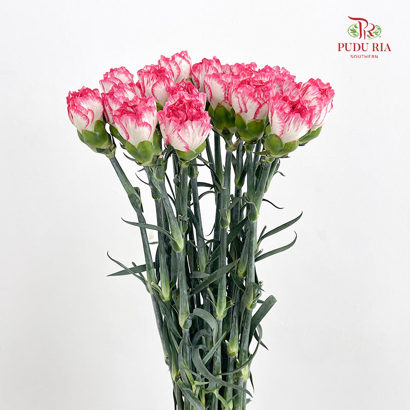 Carnation 费洛伊德康乃馨 - (18-20 Stems)