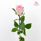 Rose Mandala - (8-10 Stems)