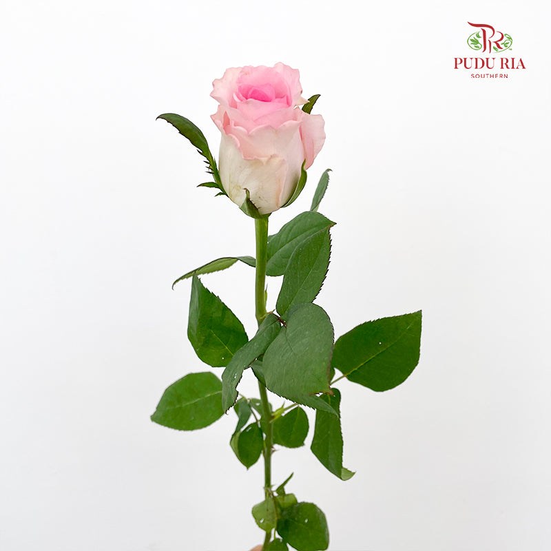 Rose Mandala - (8-10 Stems)