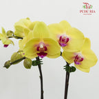 Phalaenopsis Orchid Yellow Mini Double Stem