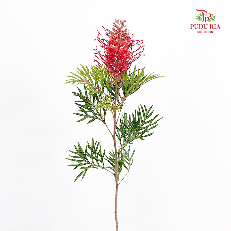Grevillea (Spider Flowers) - (Per Bundle)