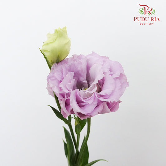 Eustoma Wave Light Purple (12-15 Stems) - Pudu Ria Florist Southern