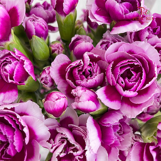 Carnation Spray Violet/White - (18-20 Stems)