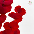 Preservative Eucalyptus - Red