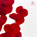 Preservative Eucalyptus - Red