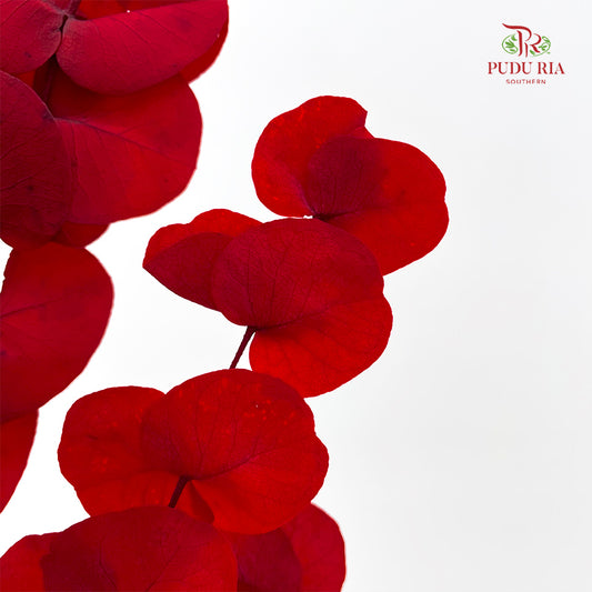 Preservative Eucalyptus - Red