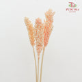 Dry Sorghum - Light Peach