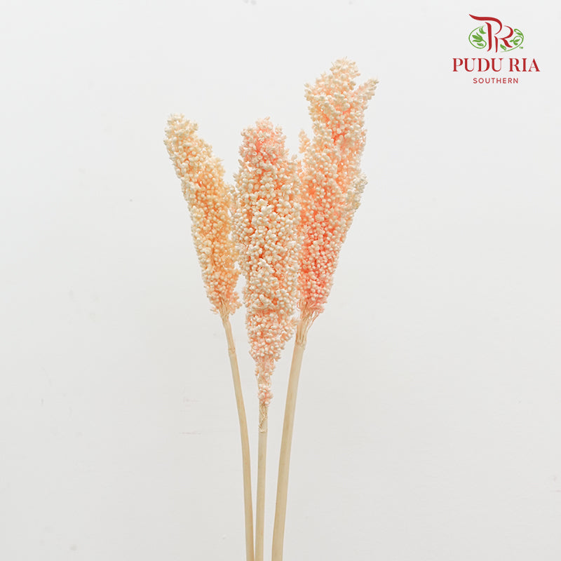 Dry Sorghum - Light Peach