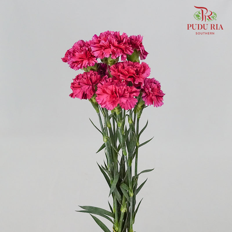 Carnation Cherry Jubilee (8-10 Stems) - Pudu Ria Florist Southern