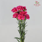 Carnation Cherry Jubilee (8-10 Stems) - Pudu Ria Florist Southern