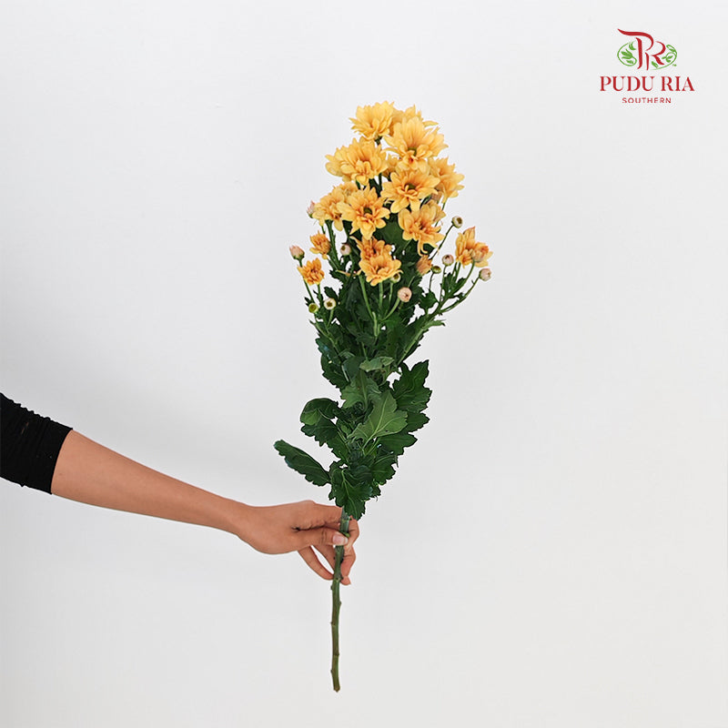Chrysanthemum Pompom Daisy Light Orange 1 - (10-12 Stems)