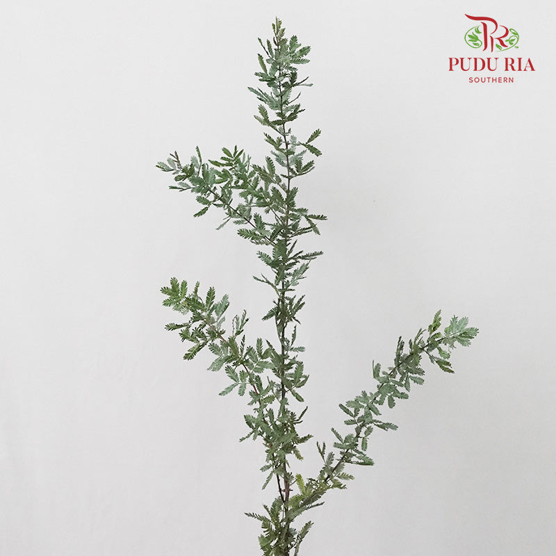 Olive Leaf - Pudu Ria Florist Southern