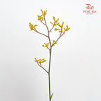 Kangaroo Paw Yellow - (Per Bundle)