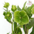 Helleborus Viridis - Pudu Ria Florist Southern
