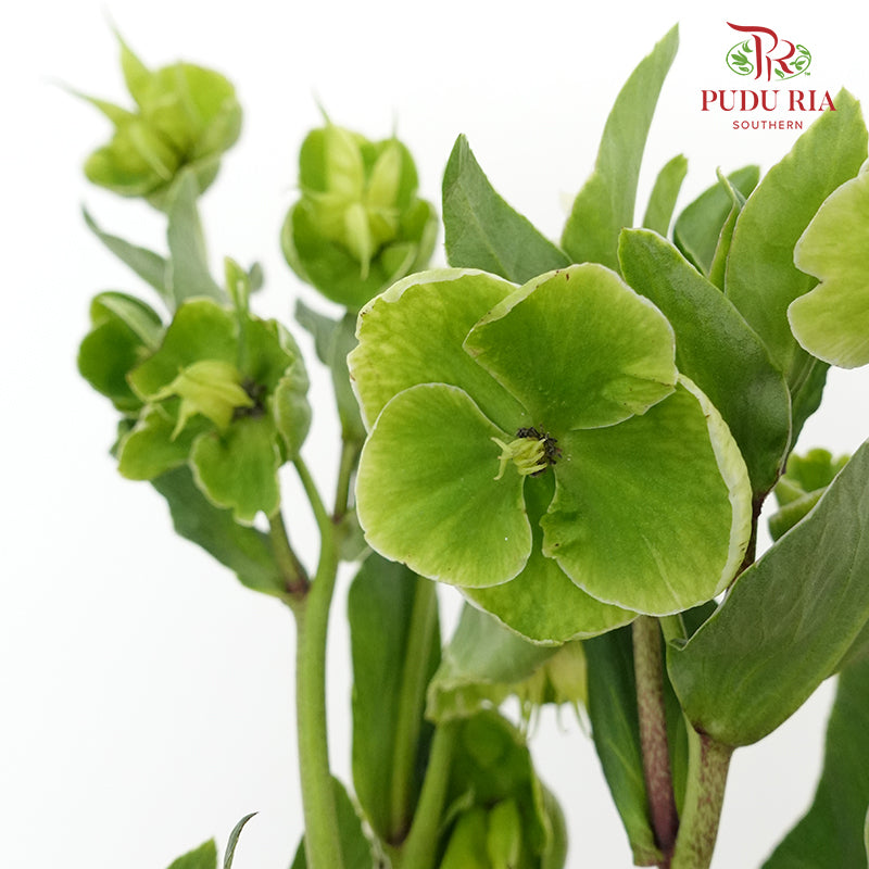 Helleborus Viridis - Pudu Ria Florist Southern