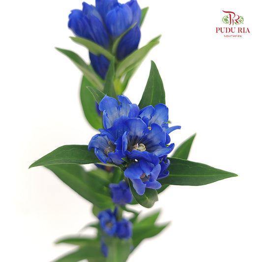 Gentiana Blue - (5 Stems)