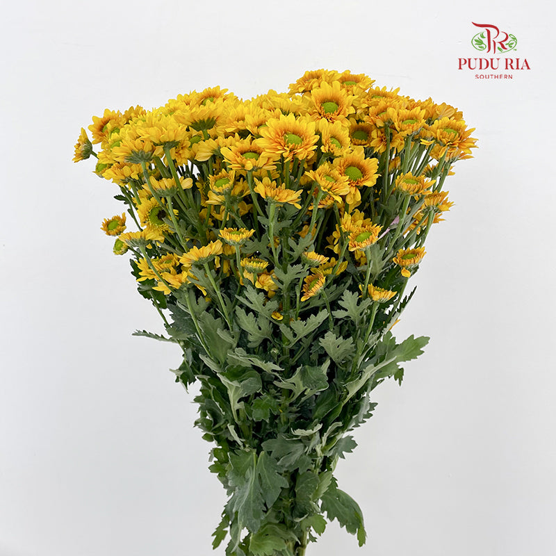 Chrysanthemum Pompom Daisy Yellow Brown 1 - (10-12 Stems)