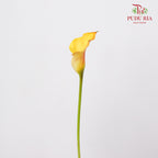 Calla Lily Orange 海芋 - (5 Stems)