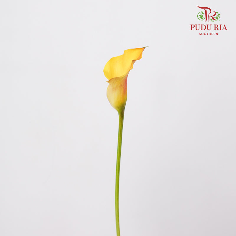 Calla Lily 海芋 Orange - (5 Stems)