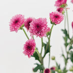 Chrysanthemum Santini / Calimero Mini Button Light Purple