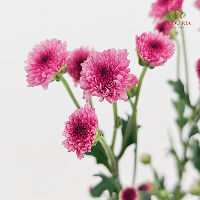 Chrysanthemum Santini / Calimero Mini Button Light Purple