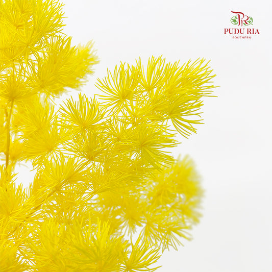 Preservative Asparagus Fern Yellow