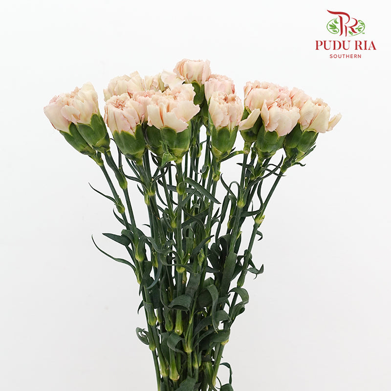 Carnation Yin Se Cheng Qun 康乃馨 - (18-20 Stems)