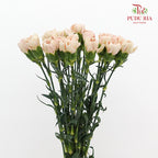 Carnation Yin Se Cheng Qun 康乃馨 - (18-20 Stems)