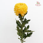 Peony Chrysanthemum Dyed Yellow 牡丹菊 - (5 Stems)