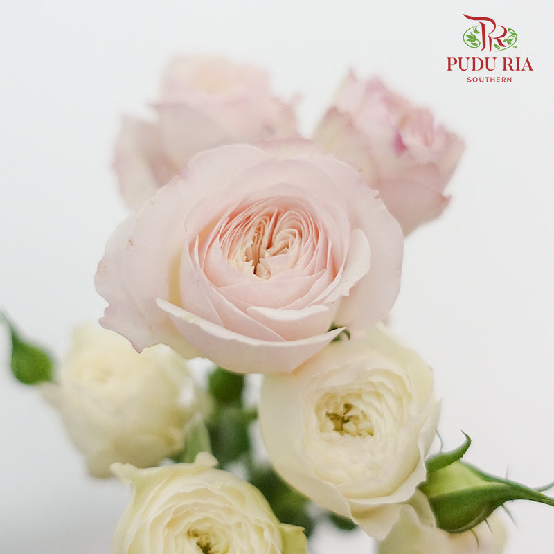 Rose Spray premium Pink white (8-10 Stems) - Pudu Ria Florist Southern
