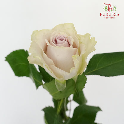 Rose Puzzle Ocean (8-10 Stems) - Pudu Ria Florist Southern