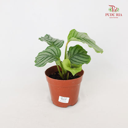 Calathea Orbifolia (Small)