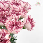 Carnation Butterfly 蝴蝶康乃馨 - (18-20 Stems)