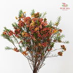 Wax Flower Champagne 蜡花 - (Per Bundle)