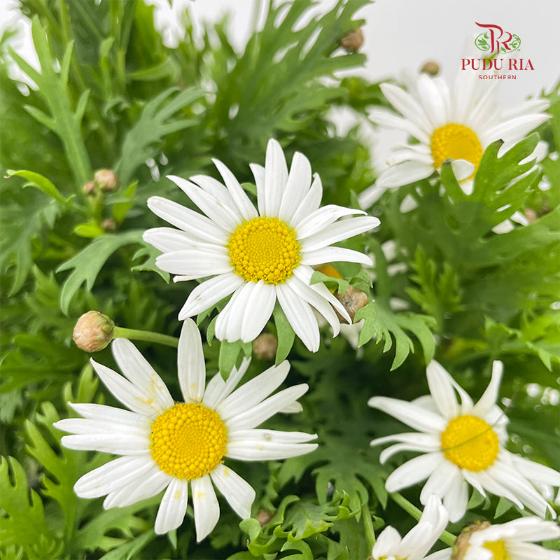 Leucanthemum White 滨菊 - (Per Bundle)