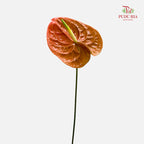 Anthurium Terra Brown 火鹤花 - (5 Stems)
