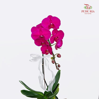 Phalaenopsis Orchid Arrangement