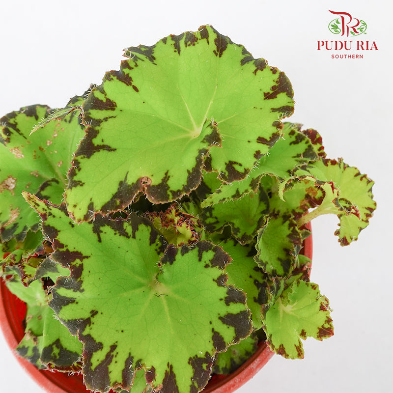 Begonia Rex #5