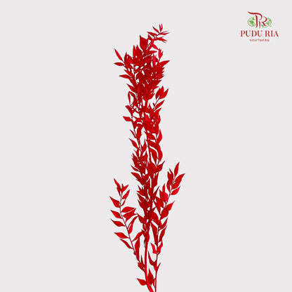 Dry Ruscus Dyed - Red