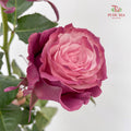 Rose Mondial Dyed Mauve Roses - (8-10 Stems)
