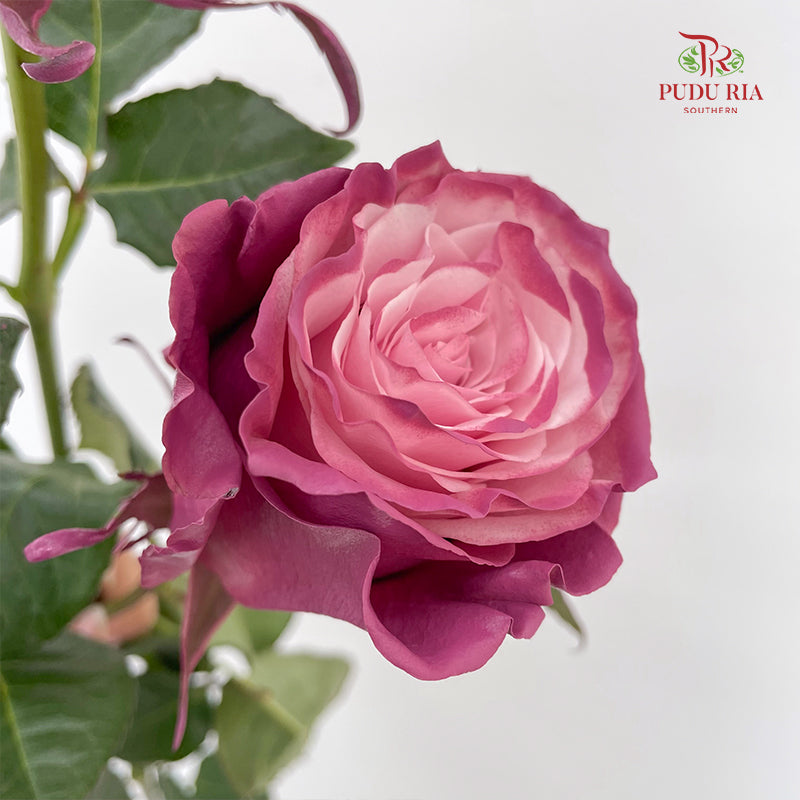 Rose Mondial Dyed Mauve Roses - (8-10 Stems)