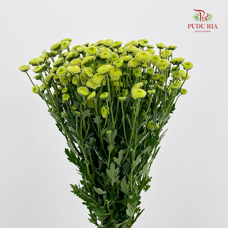 Chrysanthemum Santini / Calimero Mini Button Green