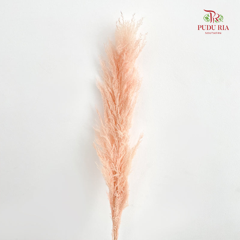 Dry Pampas Natural - Peach