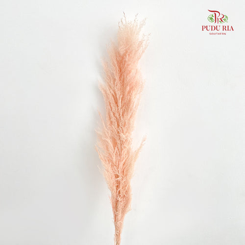 Dry Pampas Natural - Peach