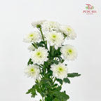 Chrysanthemum Calimero Pompom Miller White - (10-12 Stems)